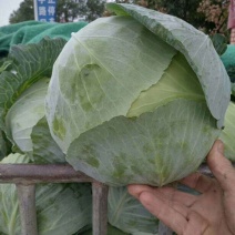 产地供应各种包菜另常年供应各种季节性蔬菜上市