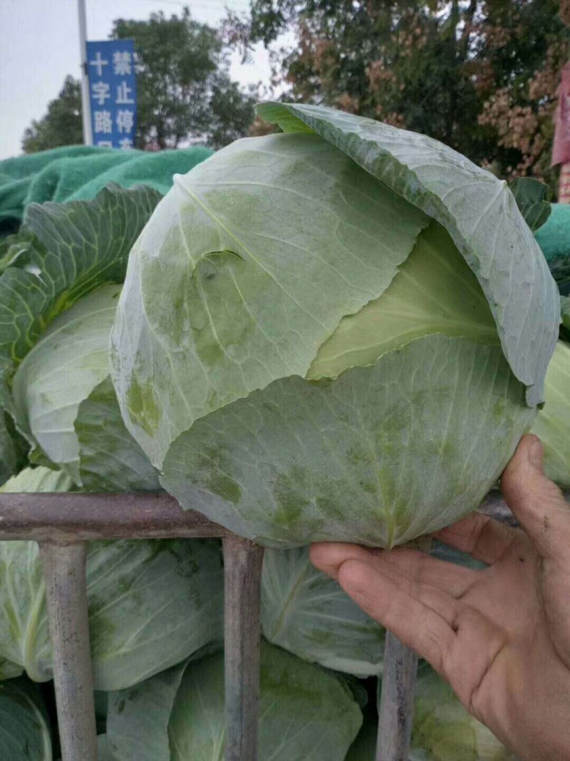 甘蓝通货1~2公斤