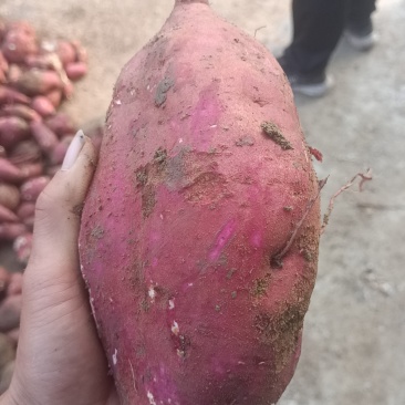 大个头红薯，精品