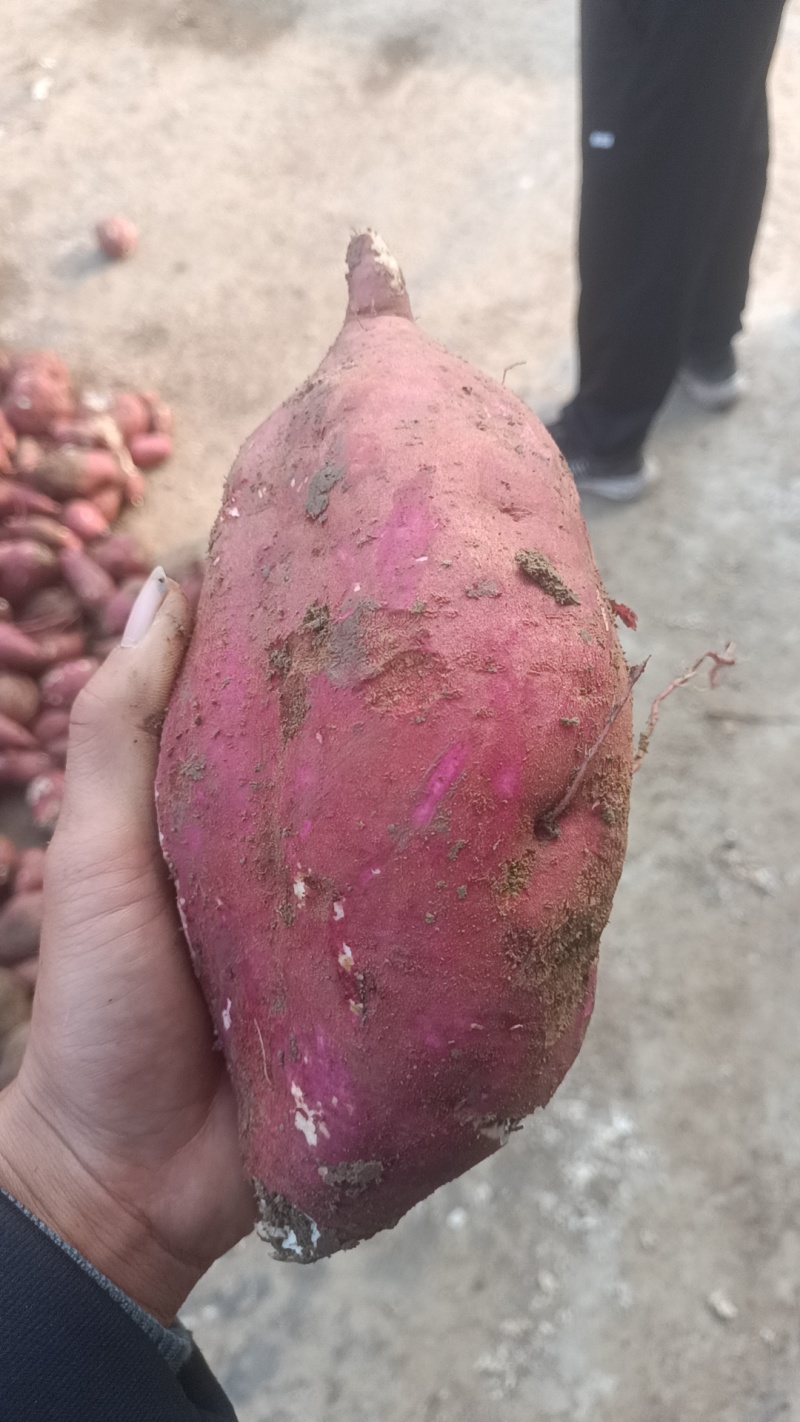 大个头红薯，精品