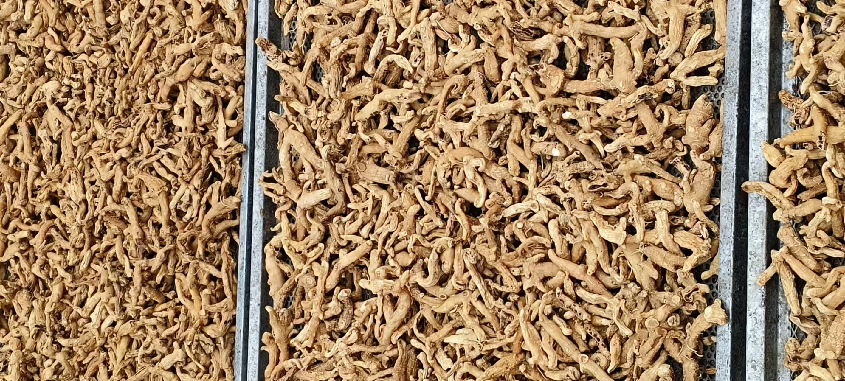 生地黄与熟地黄对比图