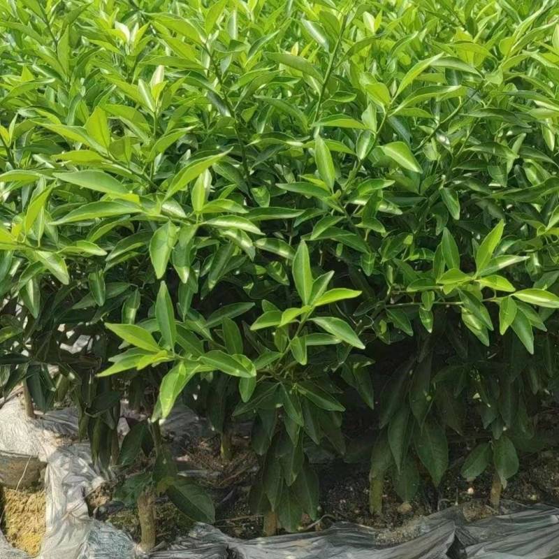 脆皮金桔脆蜜苗一手货源基地直发