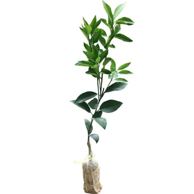 脆皮金桔脆蜜苗一手货源基地直发