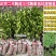 脆皮金桔脆蜜苗一手货源基地直发