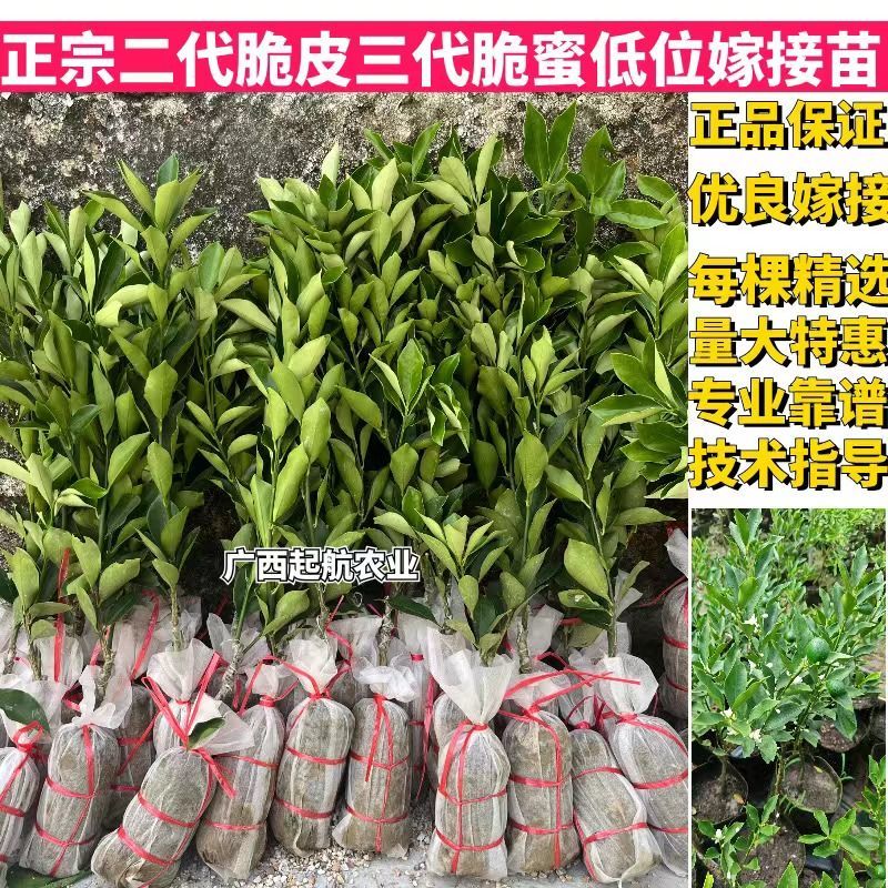脆皮金桔脆蜜苗一手货源基地直发