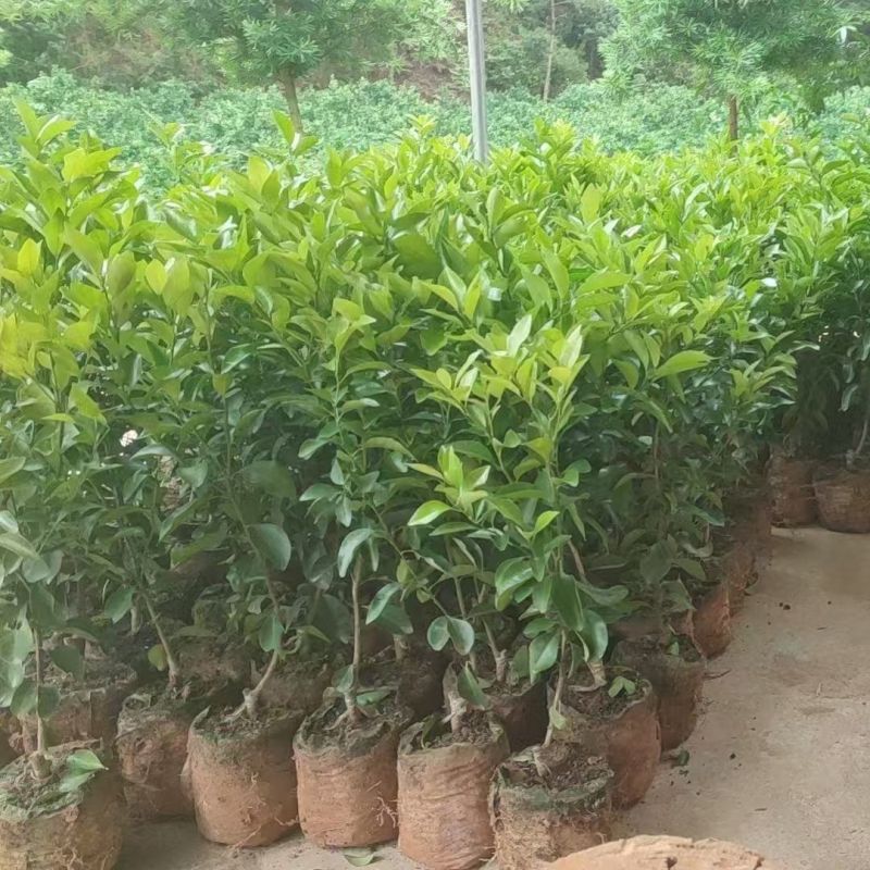 脆皮金桔脆蜜苗一手货源基地直发