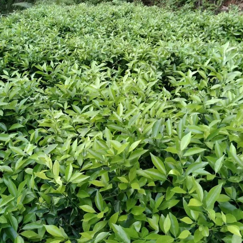 脆皮金桔脆蜜苗一手货源基地直发