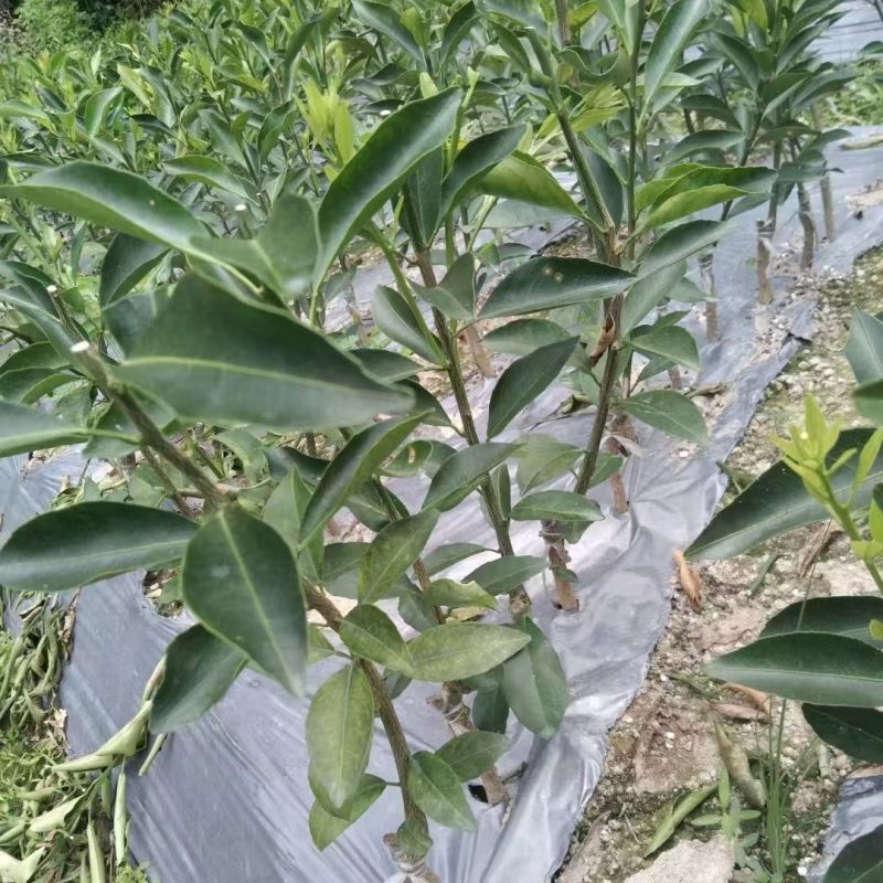 脆皮金桔脆蜜苗一手货源基地直发