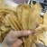 野生红口胶（豆仁胶）45头老货
