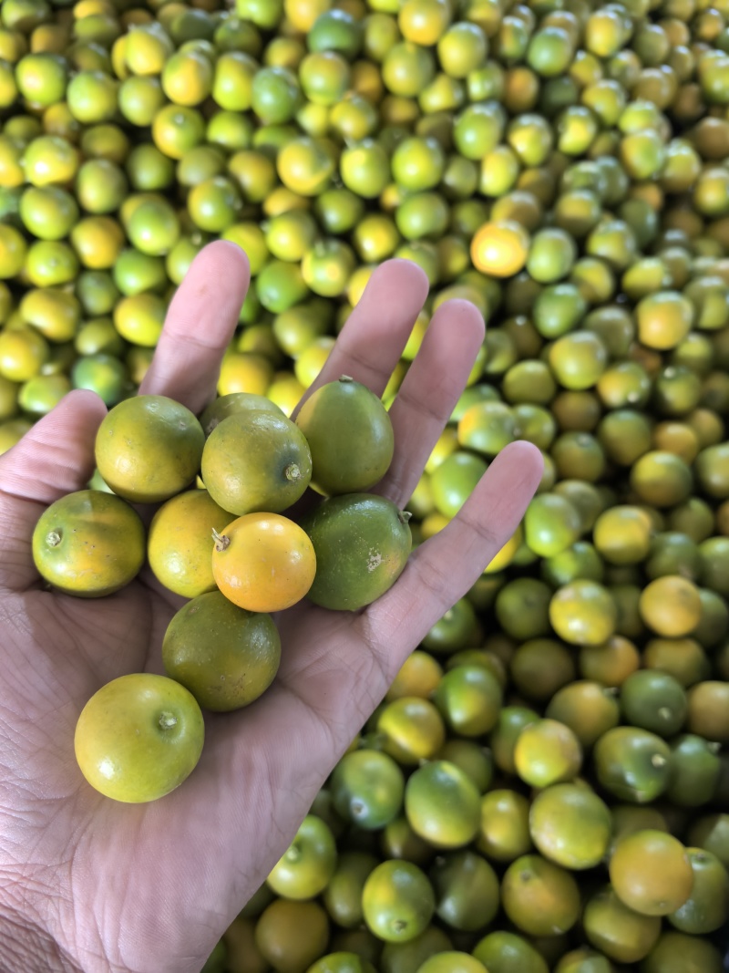 脆皮金桔脆蜜苗一手货源基地直发