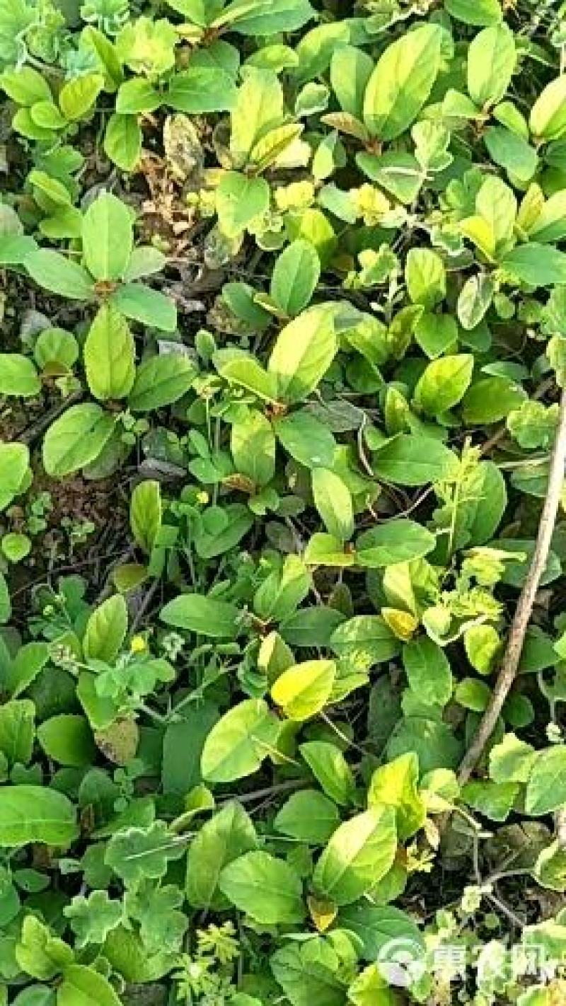 野生地瓜藤，需要的联系我