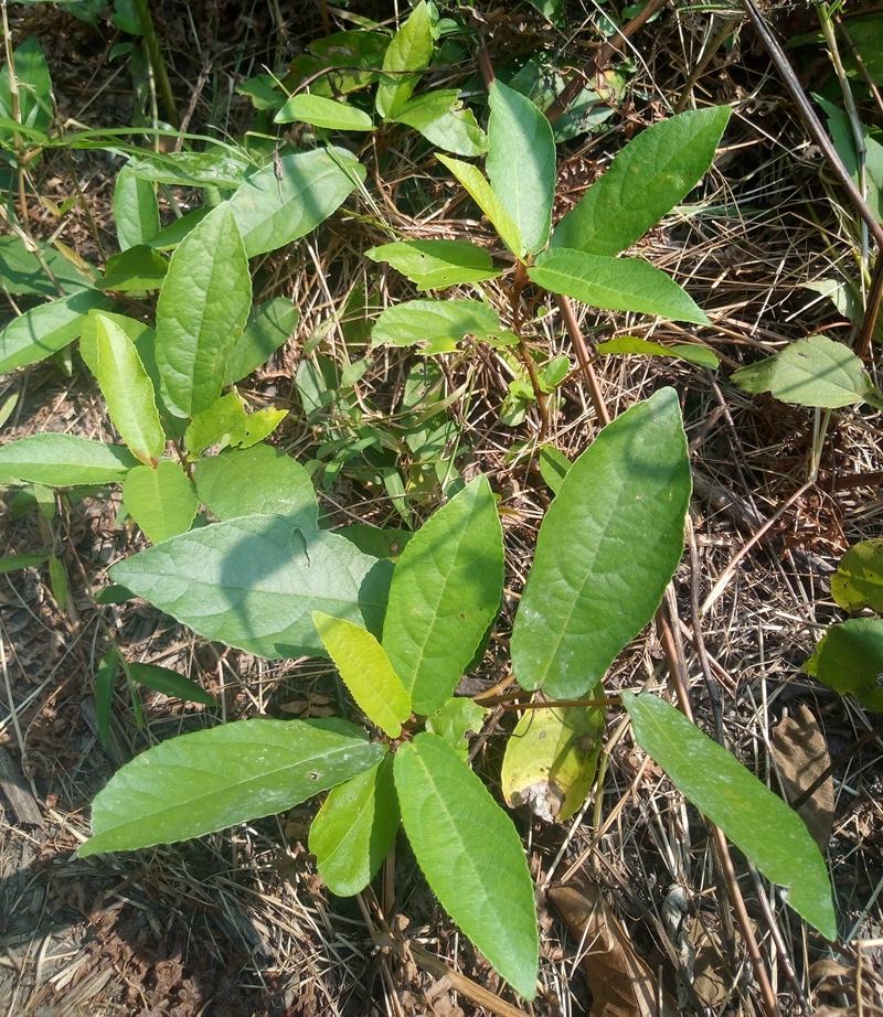 野生地瓜藤，需要的联系我