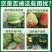 植挥官肥料中量元素水溶肥钙镁防裂果皮硬度葡萄柑橘番茄芒果
