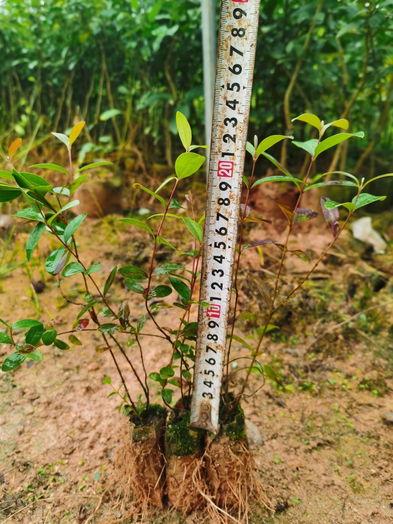 桃金娘苗山捻子苗豆捻苗自产自销批发价出售包售后咨询