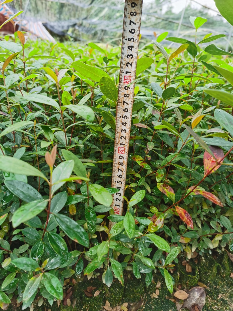 桃金娘苗山捻子苗豆捻苗自产自销批发价出售包售后咨询