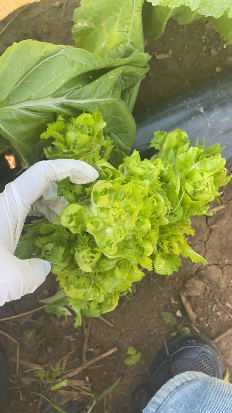 贵州儿菜已上市看上的老板来电洽谈