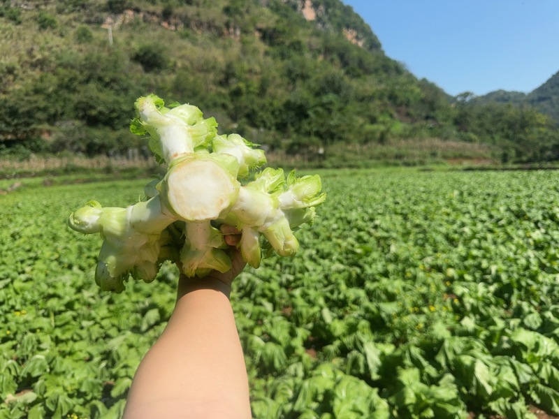 贵州儿菜已上市看上的老板来电洽谈