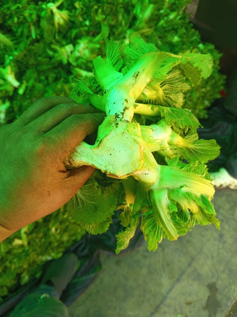 贵州儿菜已上市看上的老板来电洽谈