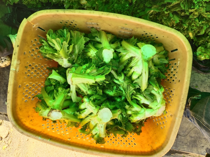 贵州儿菜已上市看上的老板来电洽谈