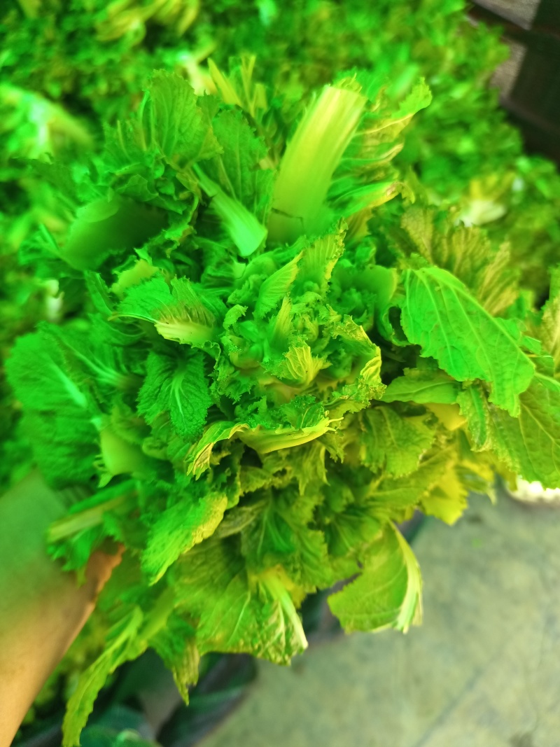 贵州儿菜已上市看上的老板来电洽谈
