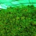 贵州儿菜已上市看上的老板来电洽谈