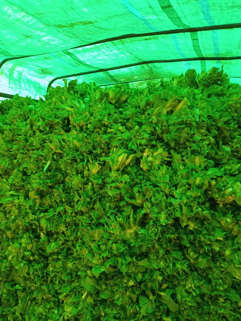 贵州儿菜已上市看上的老板来电洽谈