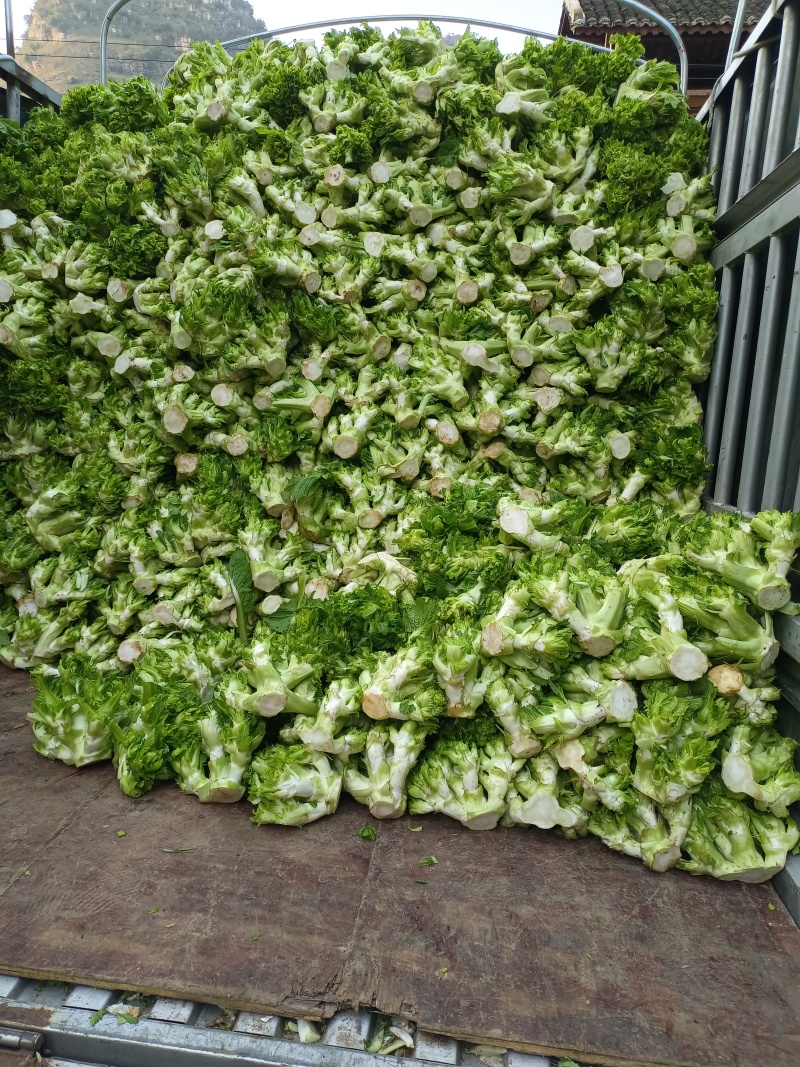 贵州儿菜已上市看上的老板来电洽谈