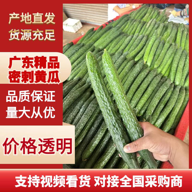精品黄瓜青瓜密刺黄瓜新苗上市，大量供应超市、电商平台