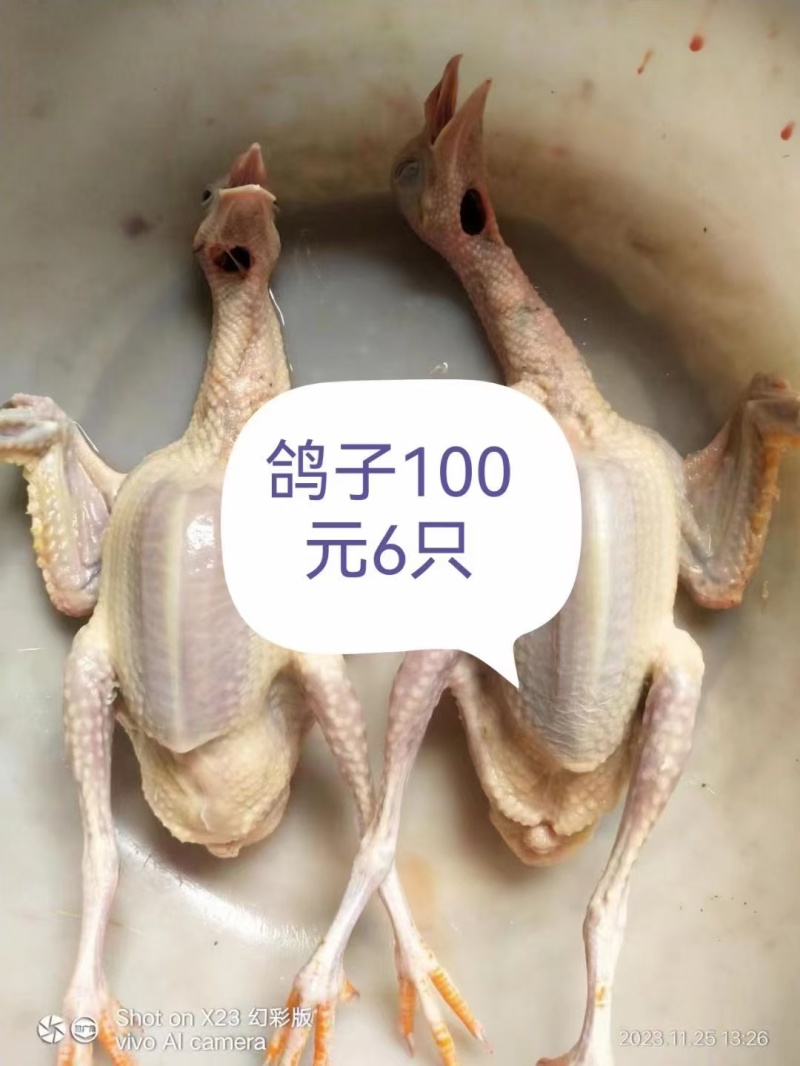 烤乳鸽