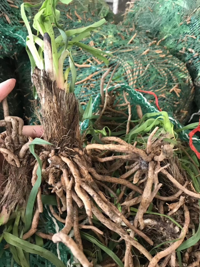 黄花菜种苗