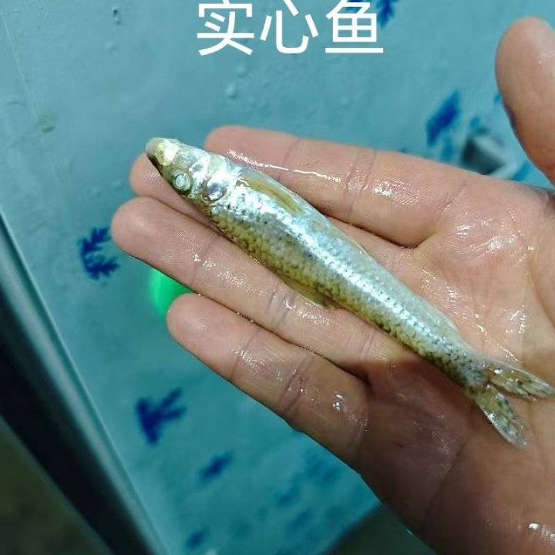 实心鱼