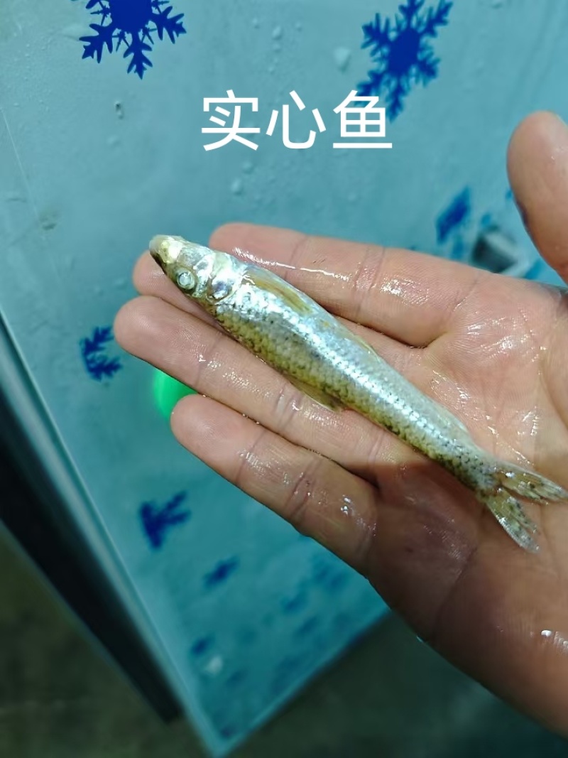 实心鱼
