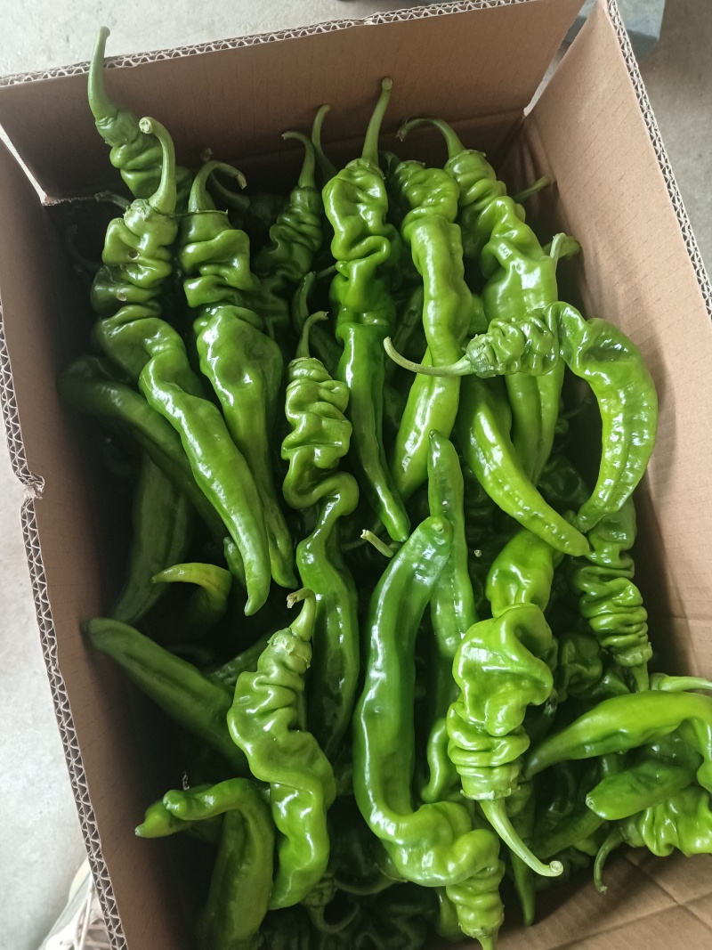 辣椒/螺丝椒/陕西螺丝椒/产地直供/量大价优/欢迎致电