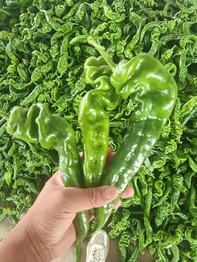 辣椒/螺丝椒/陕西螺丝椒/产地直供/量大价优/欢迎致电