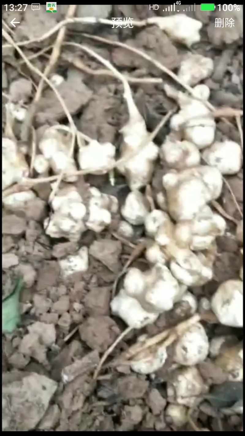 洋姜大量批发市场平台货一手货源
