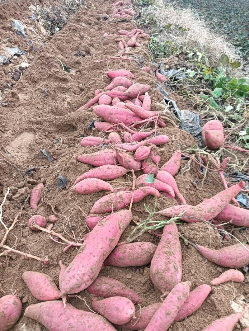 【推荐】山东西瓜红红薯供应市场商超电商量大价优