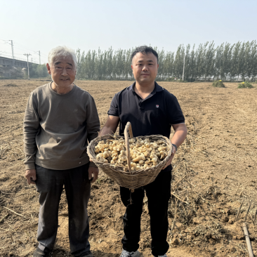 白洋姜红洋姜千亩洋姜种植基地现挖现发