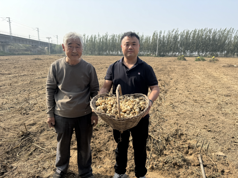 白洋姜红洋姜千亩洋姜种植基地现挖现发
