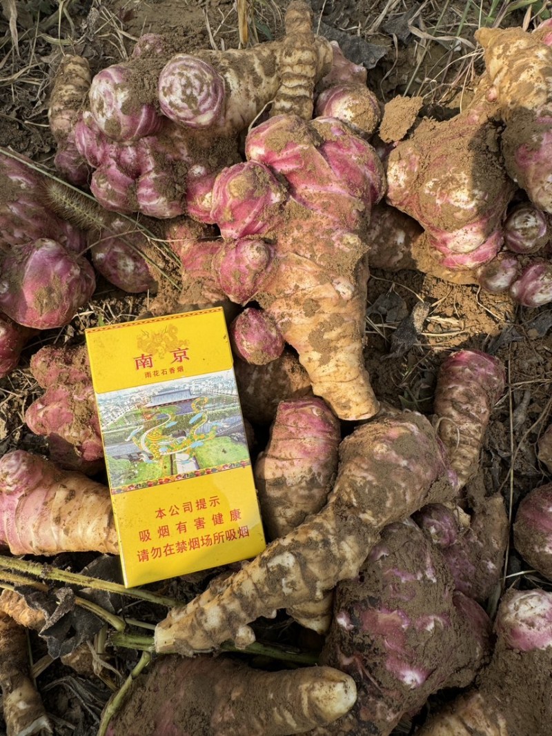 白洋姜红洋姜千亩洋姜种植基地现挖现发