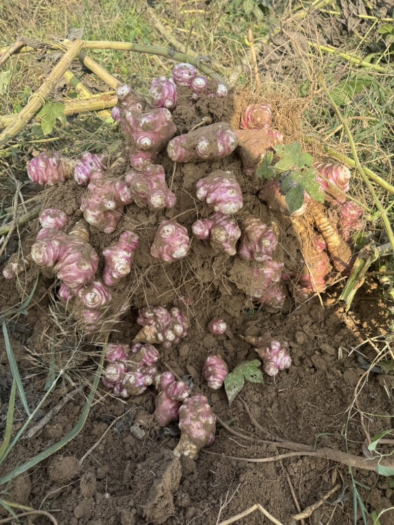 白洋姜红洋姜千亩洋姜种植基地现挖现发