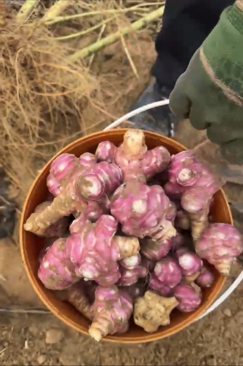 白洋姜红洋姜千亩洋姜种植基地现挖现发