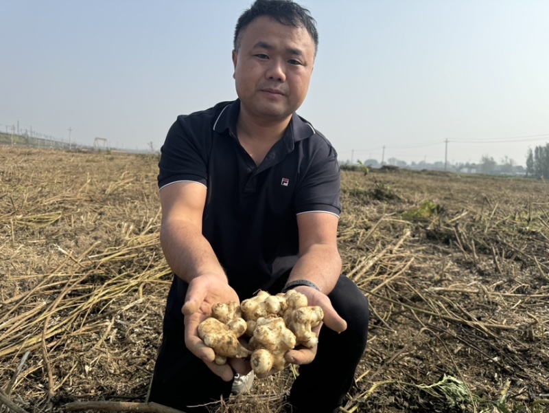 白洋姜红洋姜千亩洋姜种植基地现挖现发