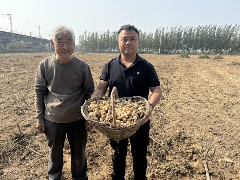 白洋姜红洋姜千亩洋姜种植基地现挖现发