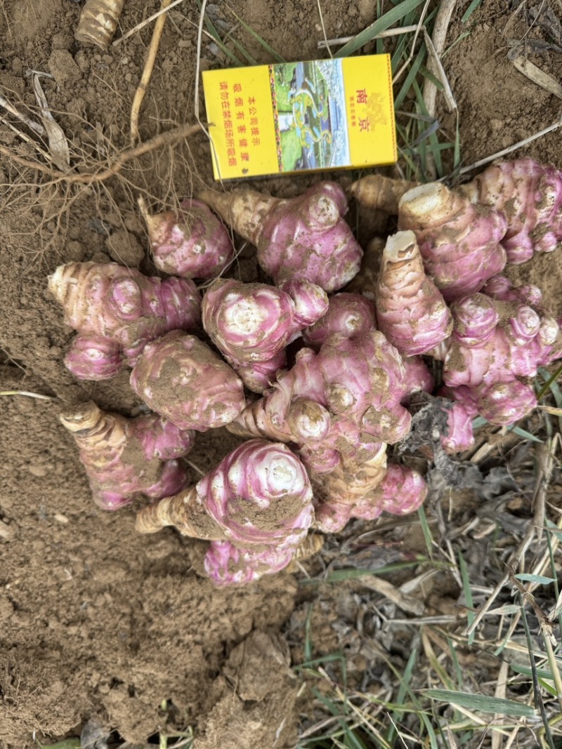 白洋姜红洋姜千亩洋姜种植基地现挖现发