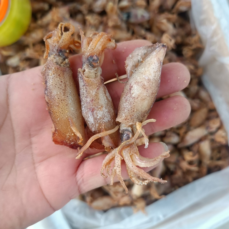 海兔干，小乌子