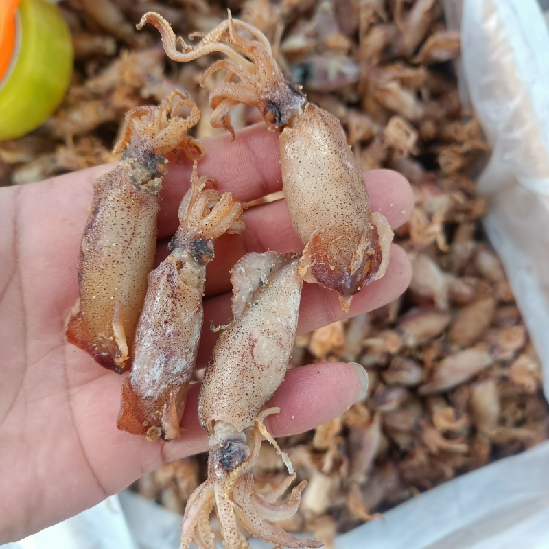 海兔干，小乌子