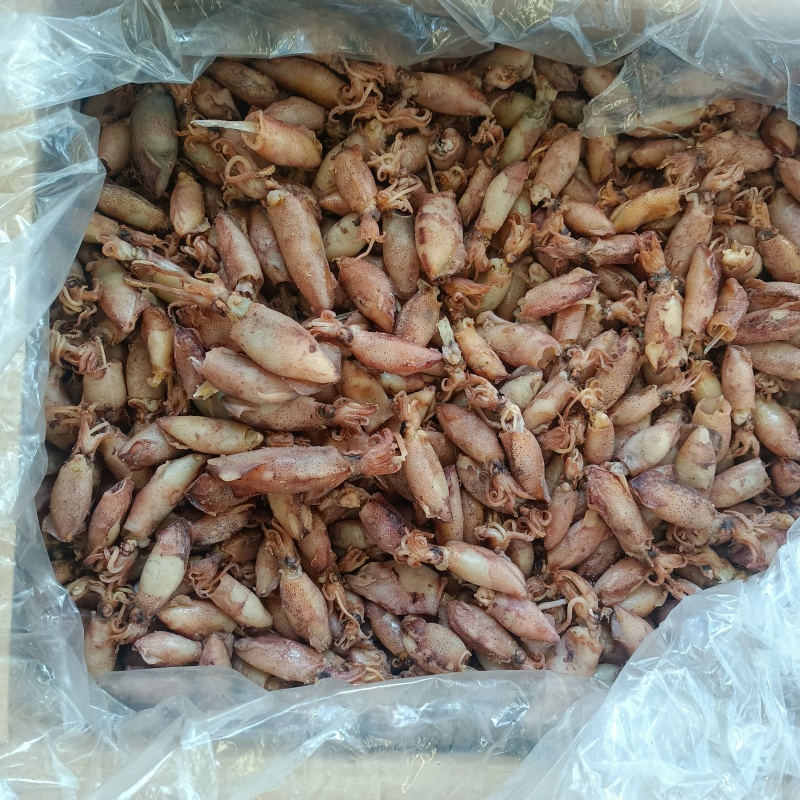 海兔干，小乌子