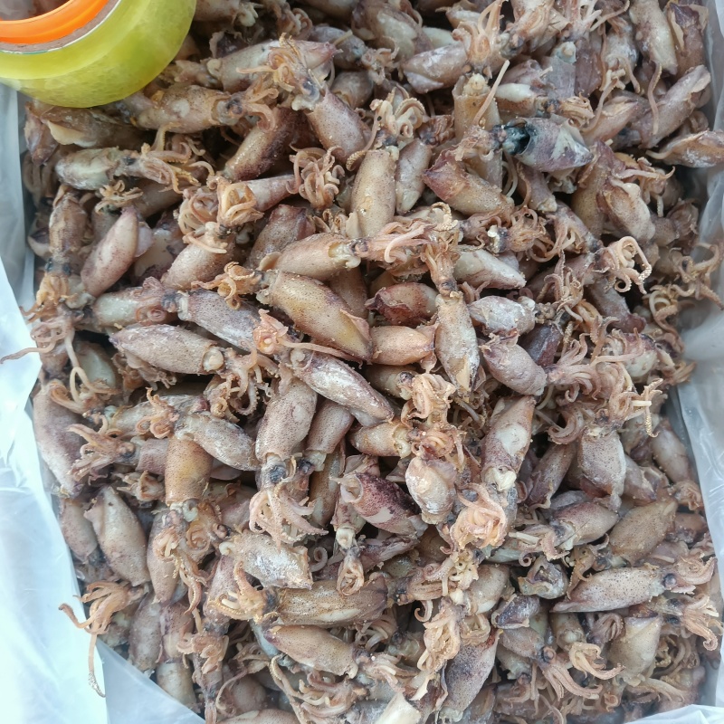 海兔干，小乌子