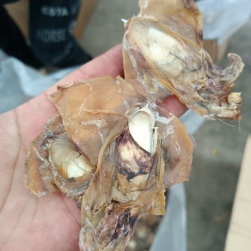 墨鱼干