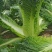 山西吕梁文水秋绿60白菜大量供应，青麻叶白菜